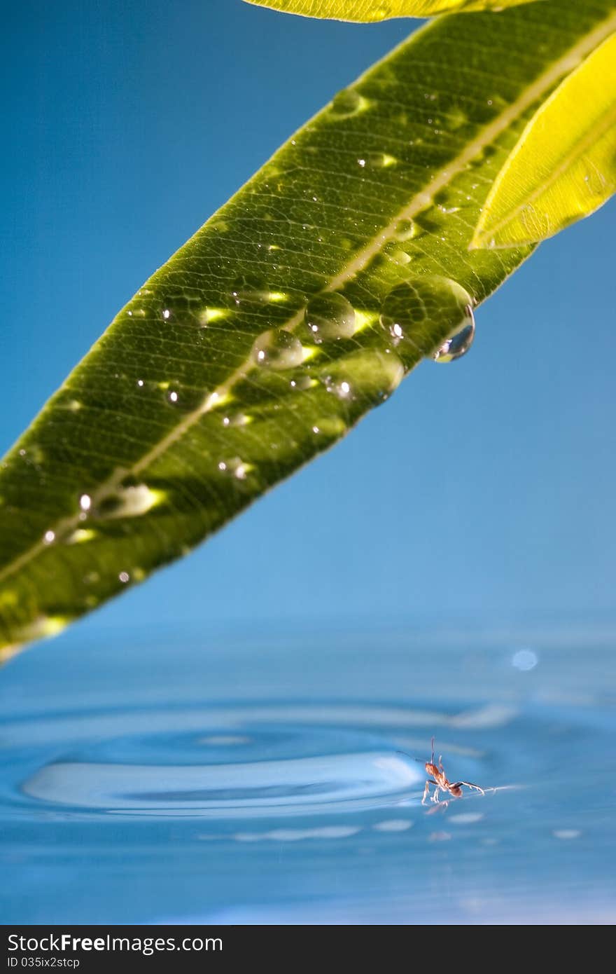 Water droplets on a leaf falls into the water on the water is an ant. Water droplets on a leaf falls into the water on the water is an ant.