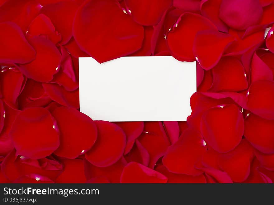 Red roses petals and white paper. Red roses petals and white paper