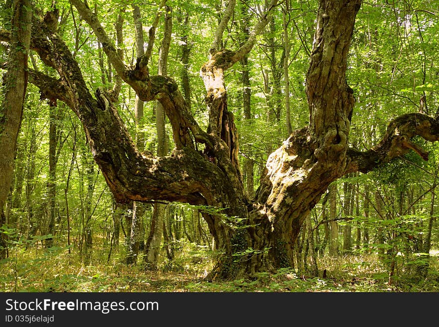 Giant Oak