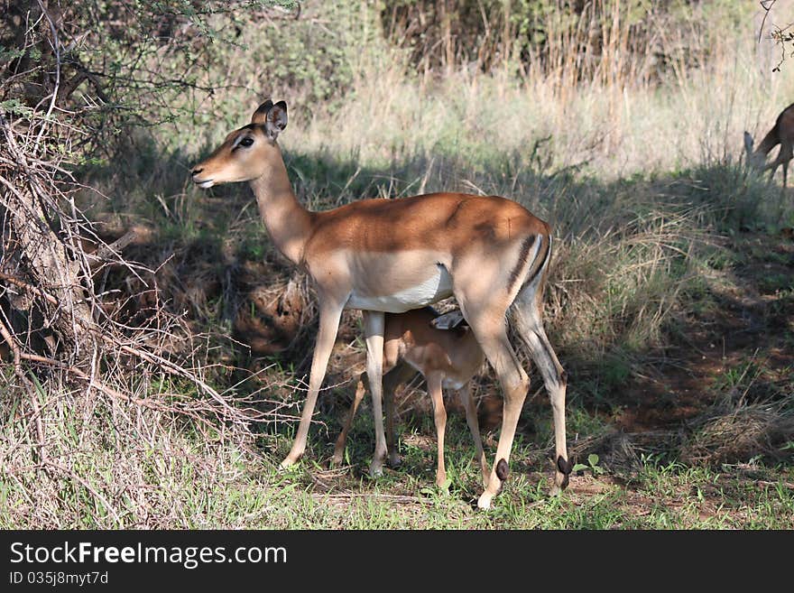 The Springbok feeding her lamb early morning. The Springbok feeding her lamb early morning