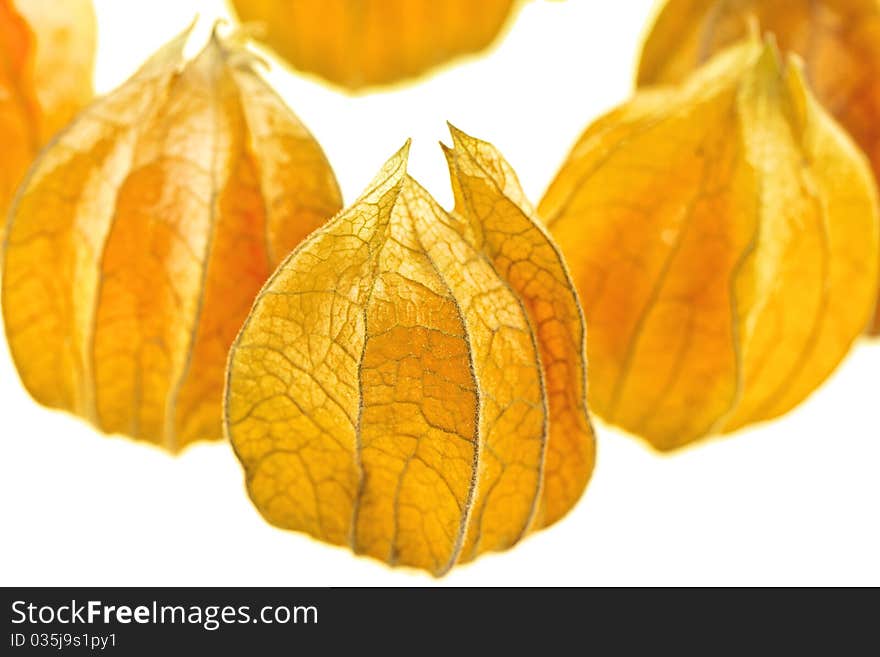 Physalis