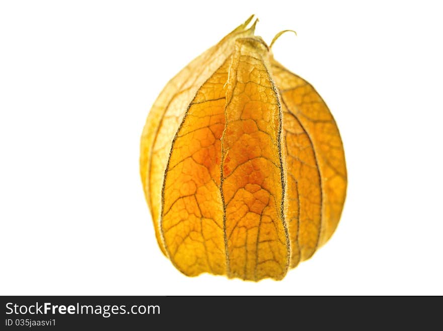 Physalis