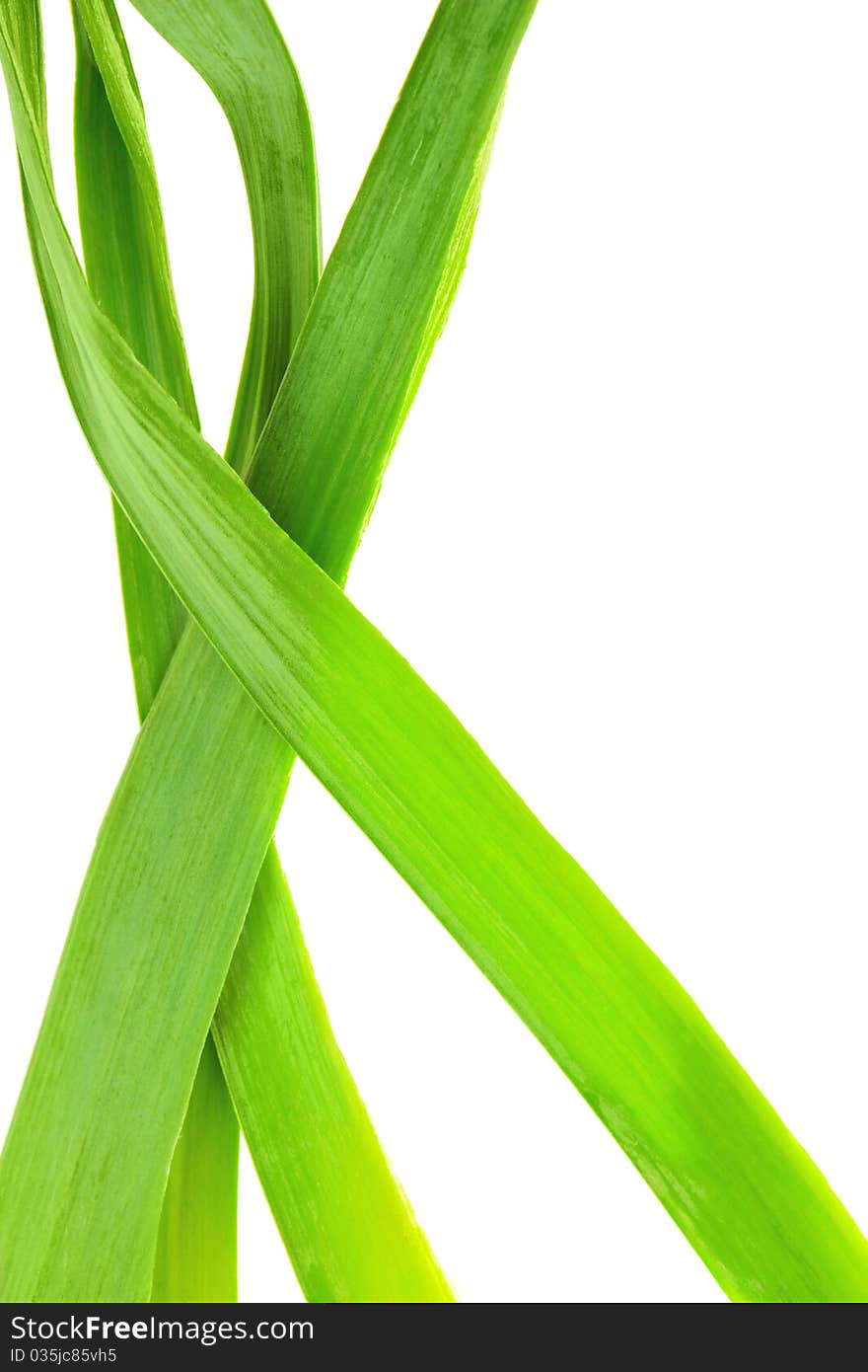 Green leaves isolated on white