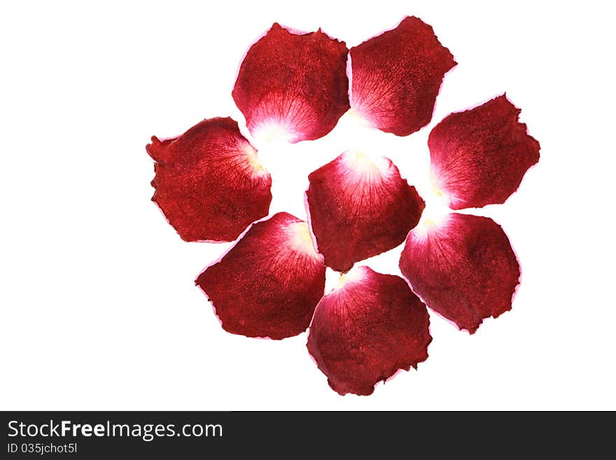 Rose petals isolated on white