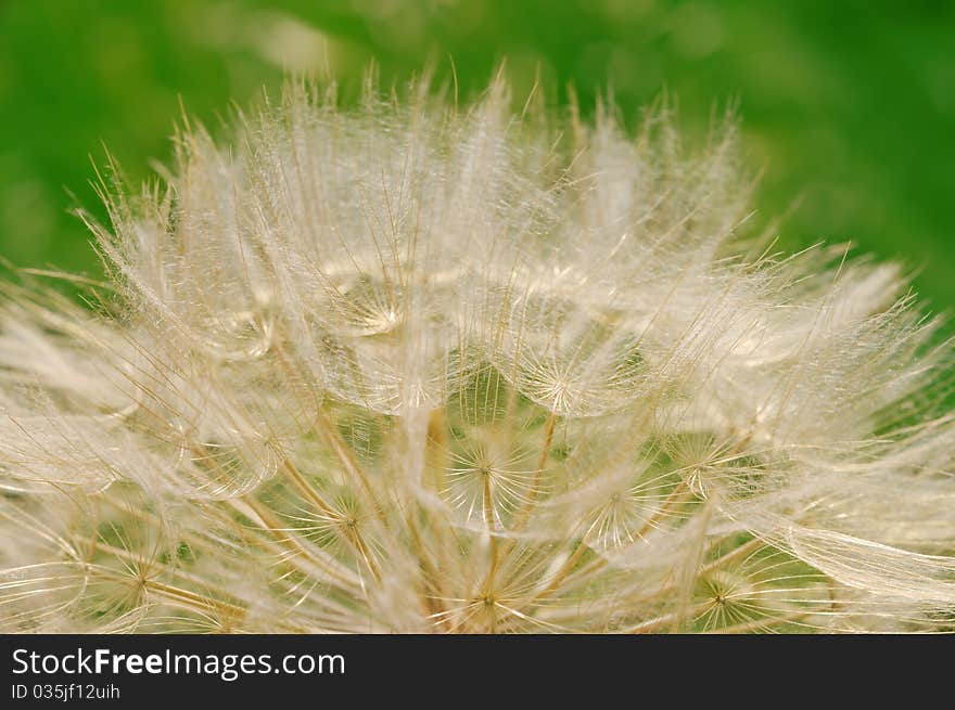 Dandelion seeds against green grass field. Dandelion seeds against green grass field