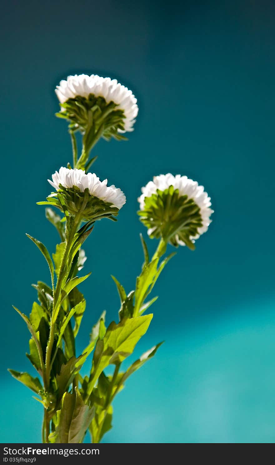 Bouquet of White Chrysanthemums against a blue background