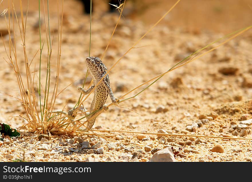 Close-up of Common Chameleon in the wild, Species: Chamaeleo chamaeleon. Mediterranean Region