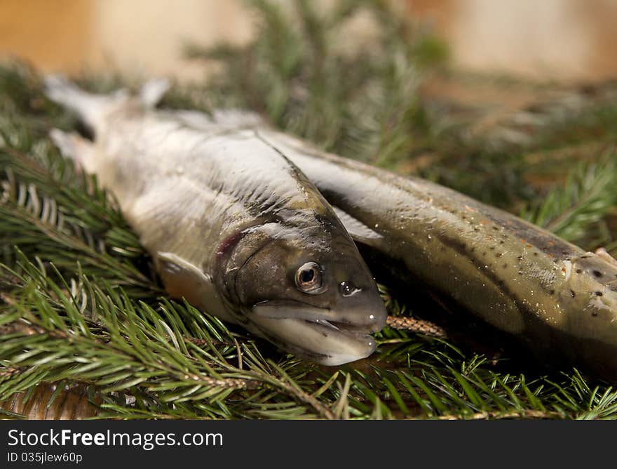 Ready to cook fresh rainbow trout