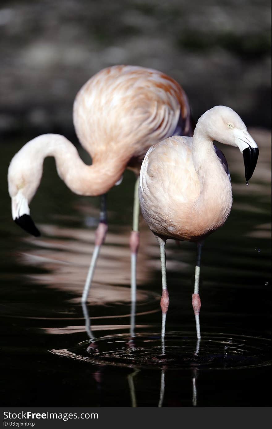 Flammimg Flamingos