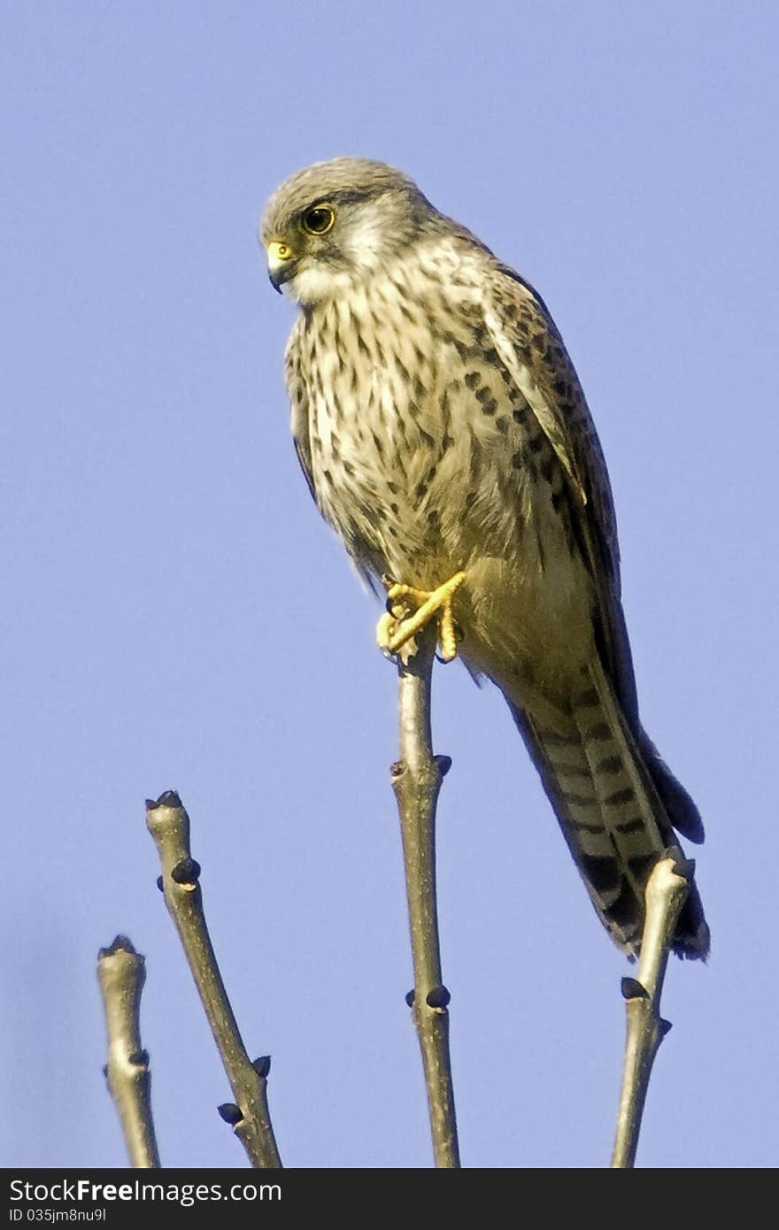 A beautiful Kestrel perched intently on a branch, perusing the countryside.