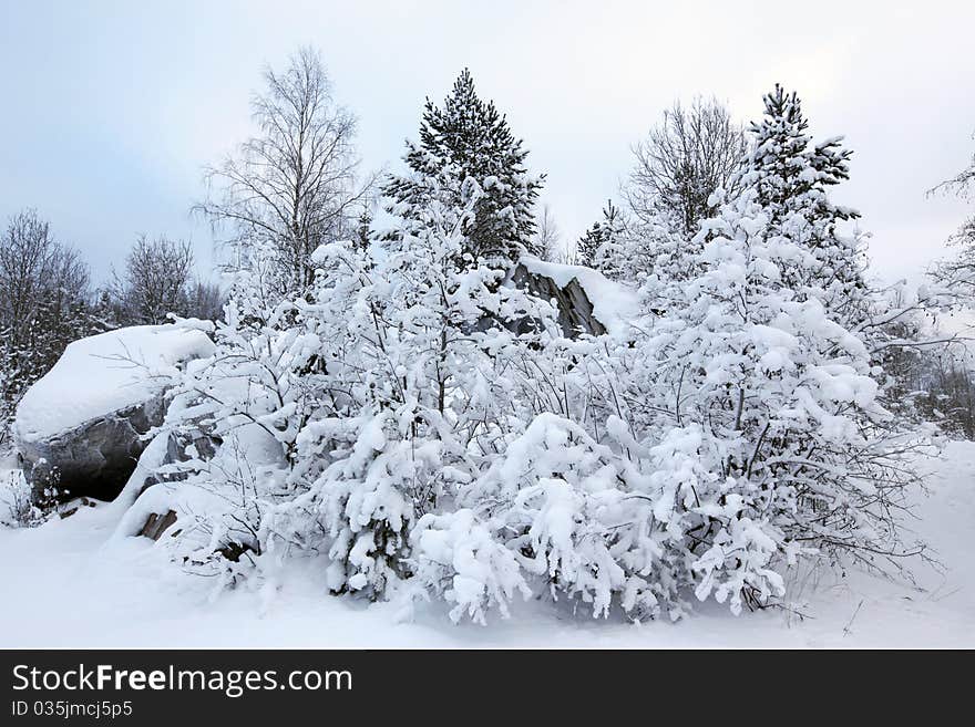 Covered trees in snow in the winter forest