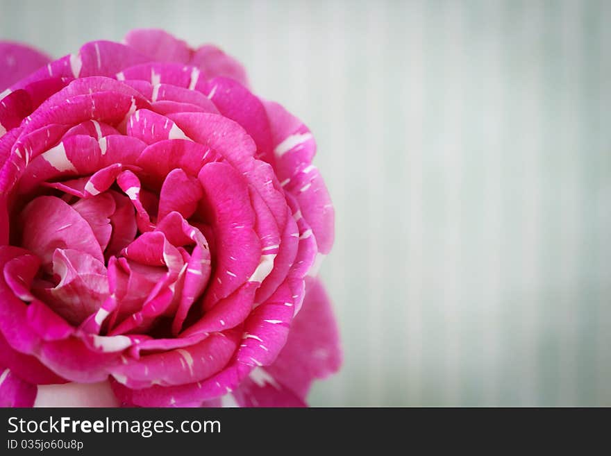 Retro postcard with close up of a pink rose. Retro postcard with close up of a pink rose