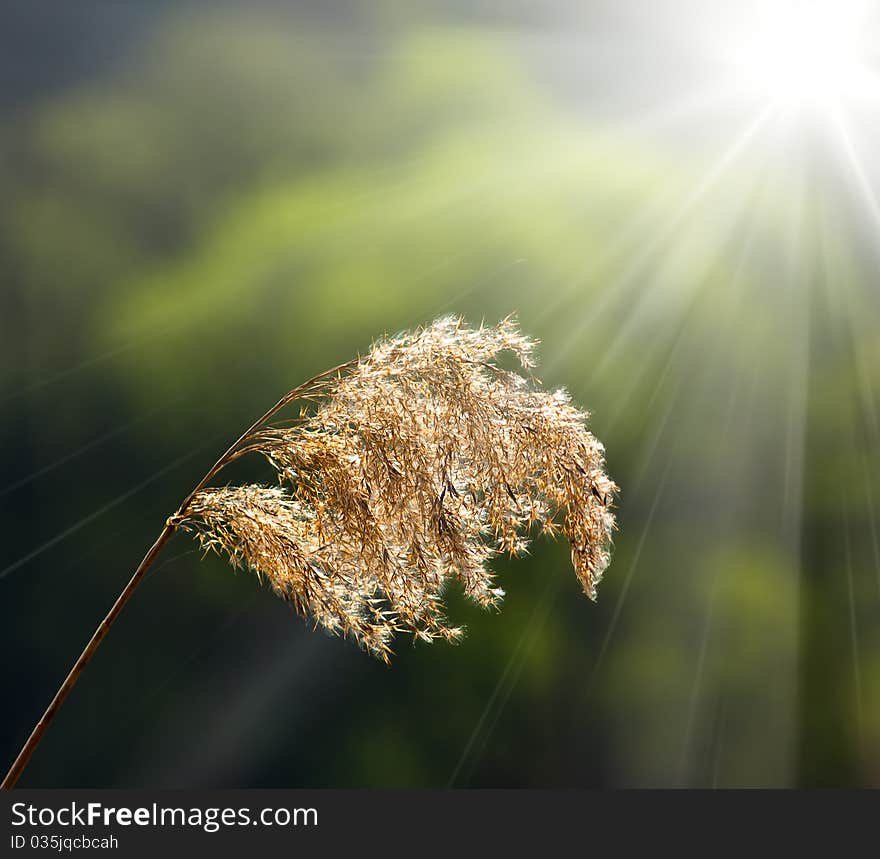 Meadow grass illuminated by sunlight. Meadow grass illuminated by sunlight