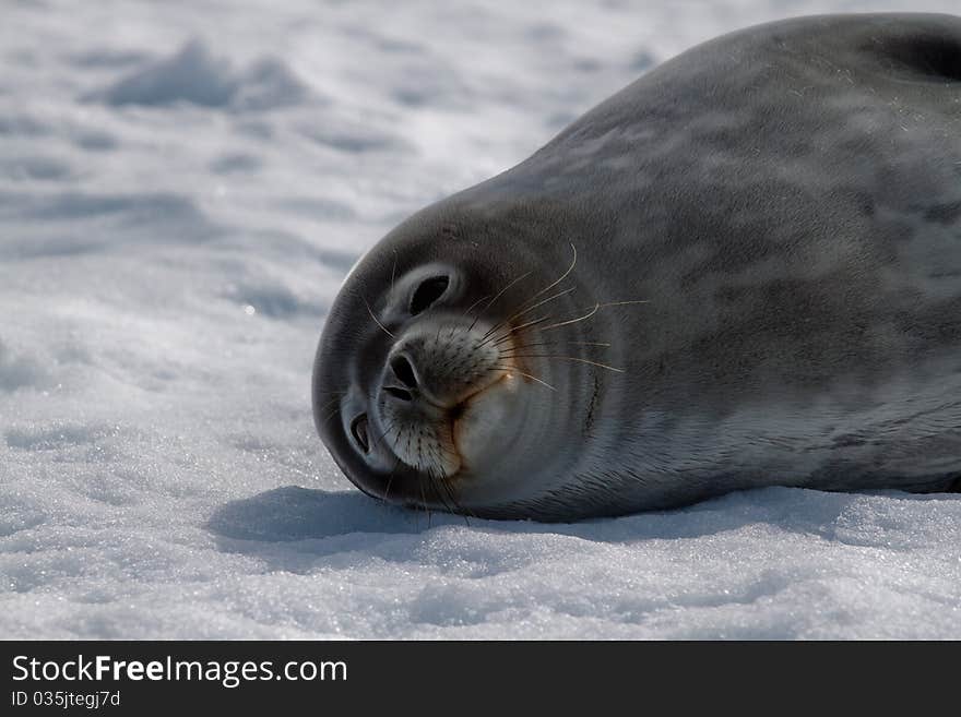 A weddell's seal on the ice in Antarctica