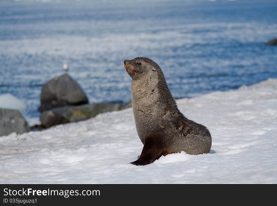 A fur seal posing in Antarctica. A fur seal posing in Antarctica