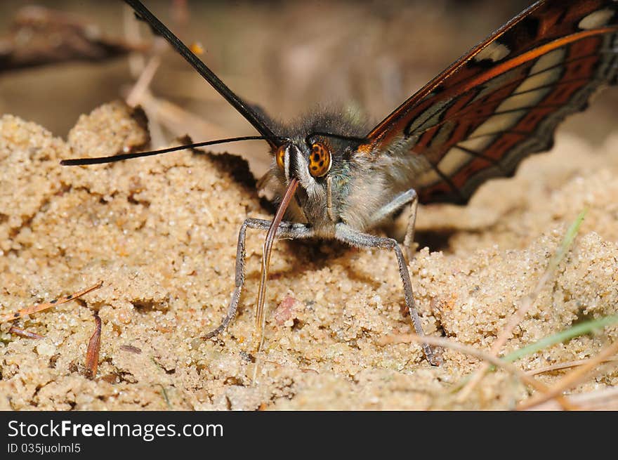 Portrait butterfly, close up, macro