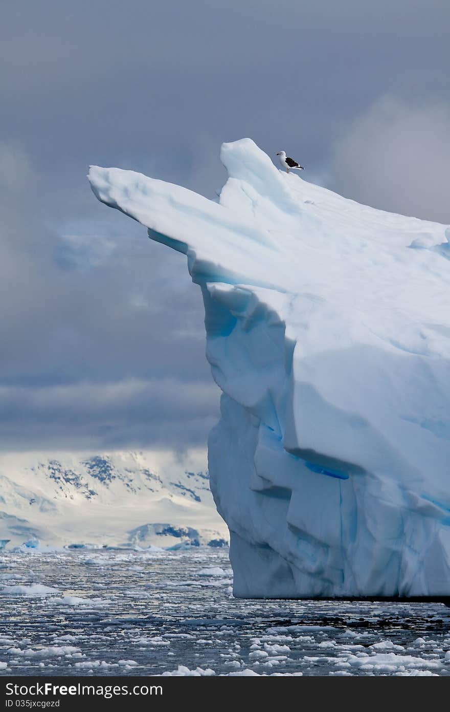 Iceberg bird