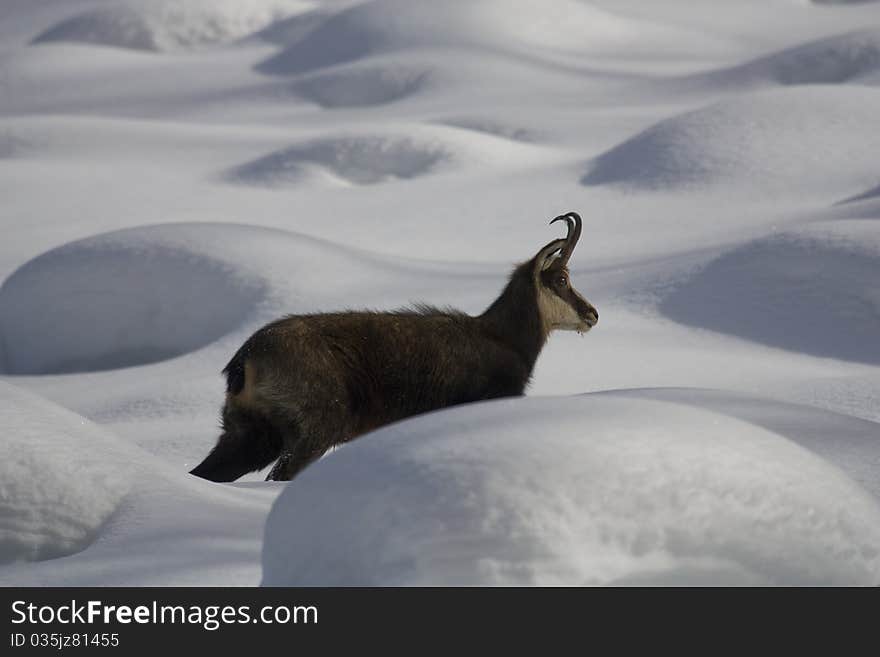 Chamois on the snow. Winter landscape on italian Alps.