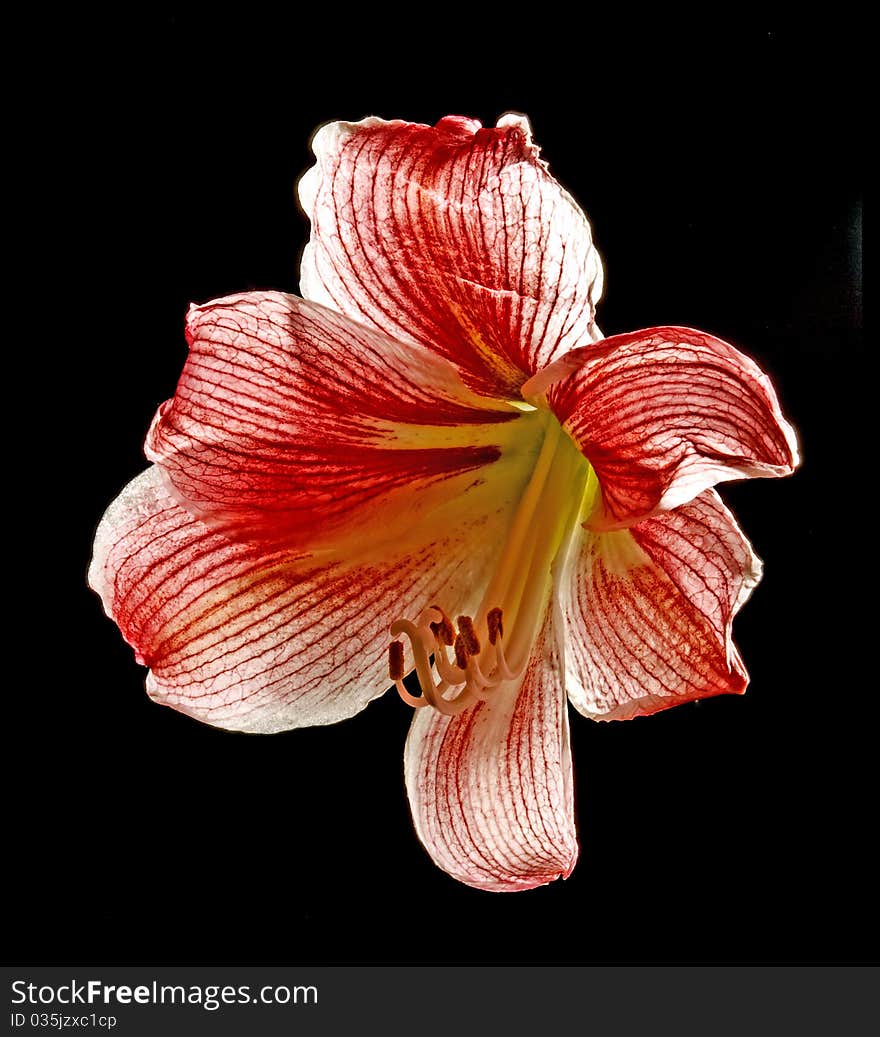 Red and white amaryllis on black background. Red and white amaryllis on black background