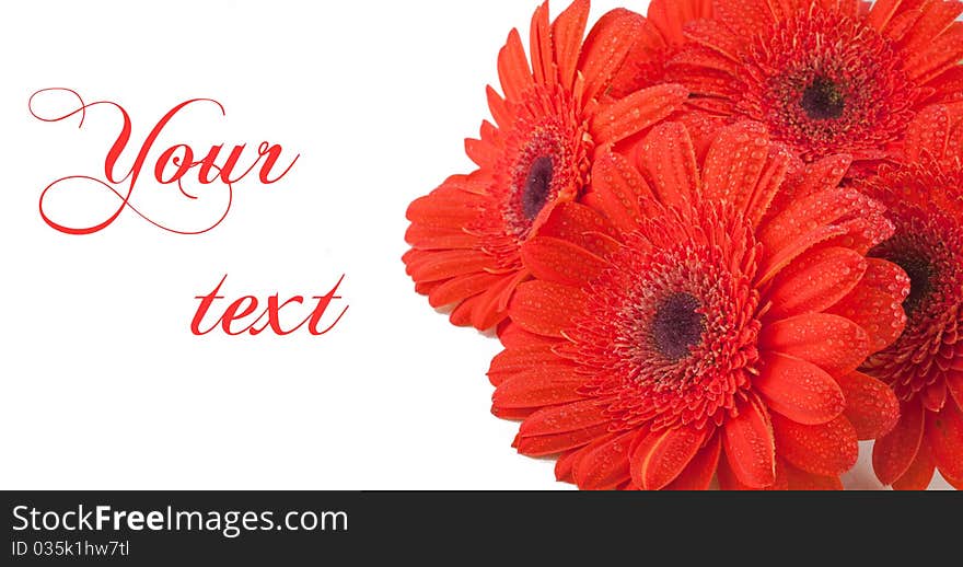 Beautiful Gerbera with drops of water (isolated on white background, selective focus)