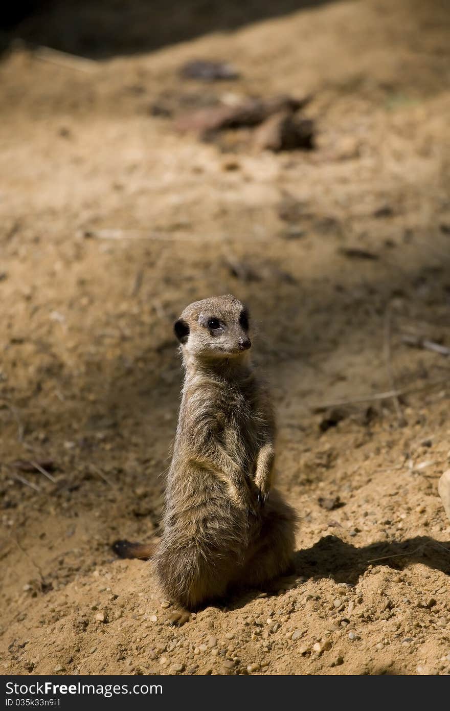 Suricate