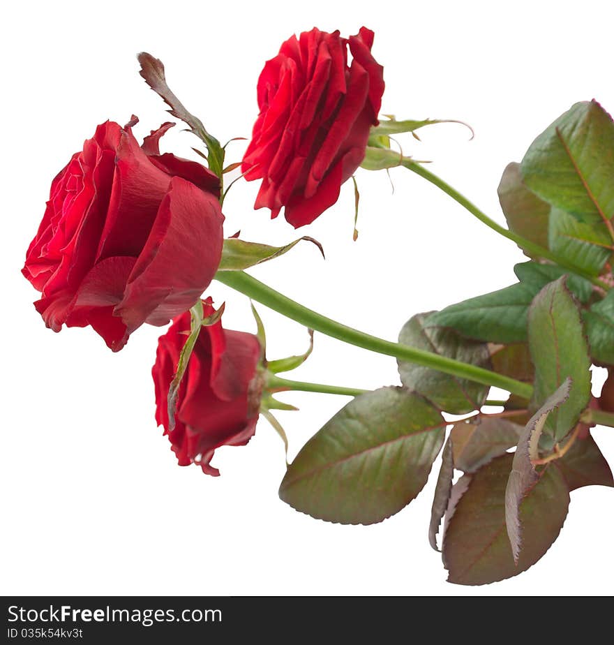 Red roses on a white background