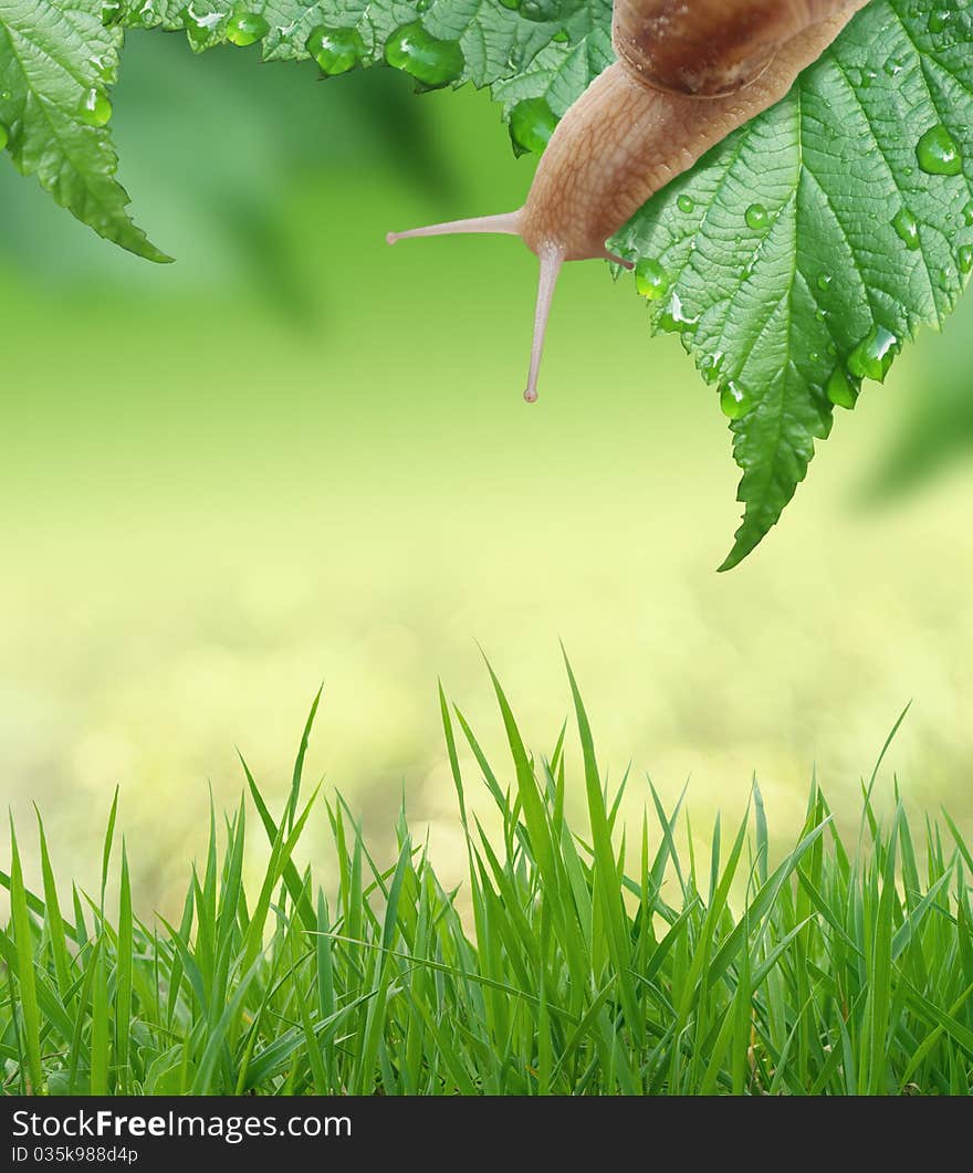 Beautiful spring background with leaves and snail