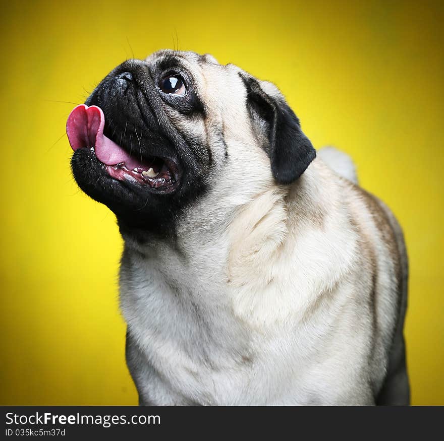 Cute Male Pug on yellow background