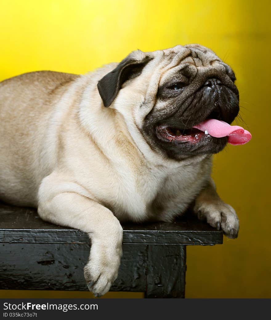 Cute Male Pug on yellow background