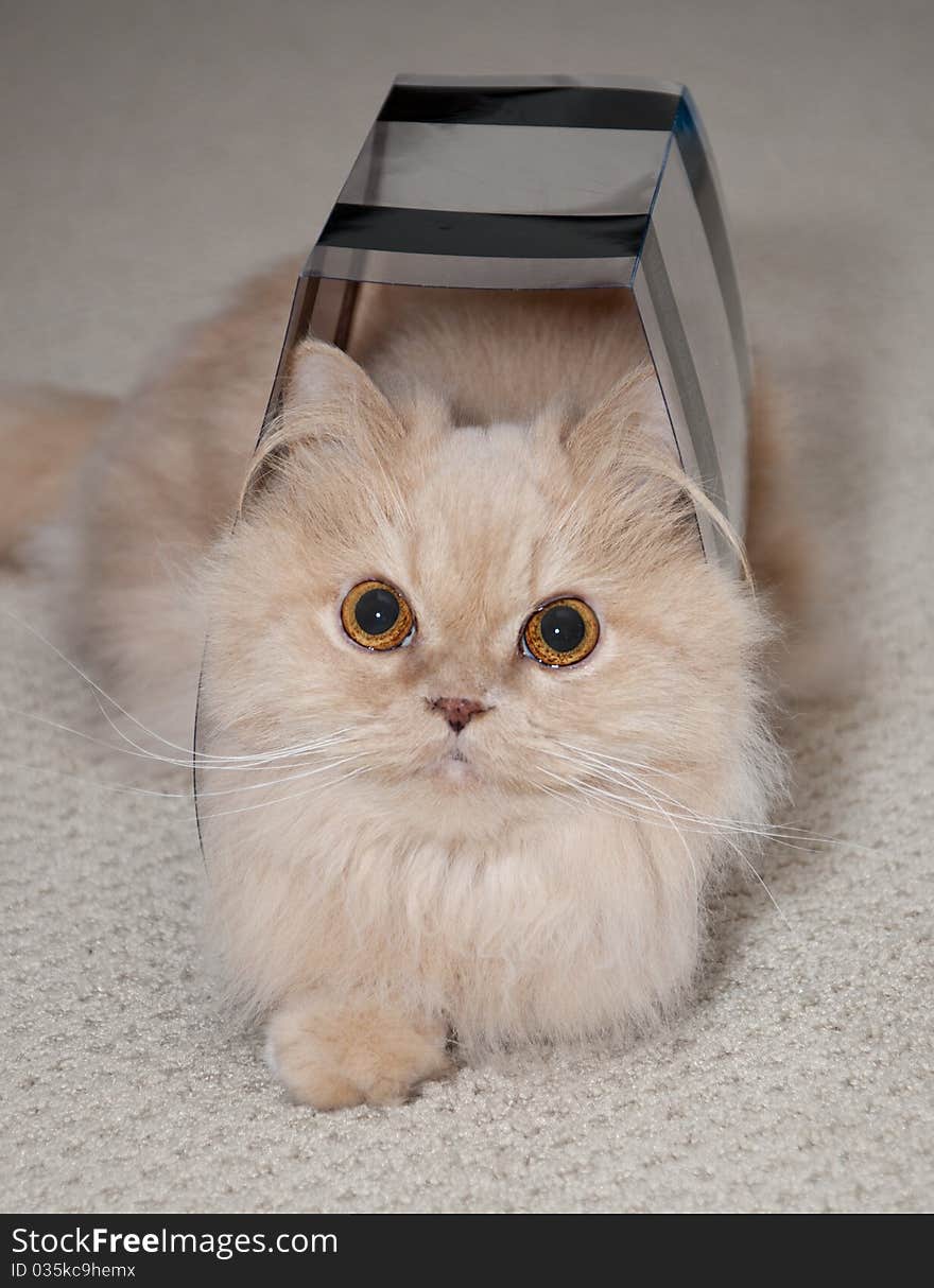 Close up orange persian cat. Close up orange persian cat