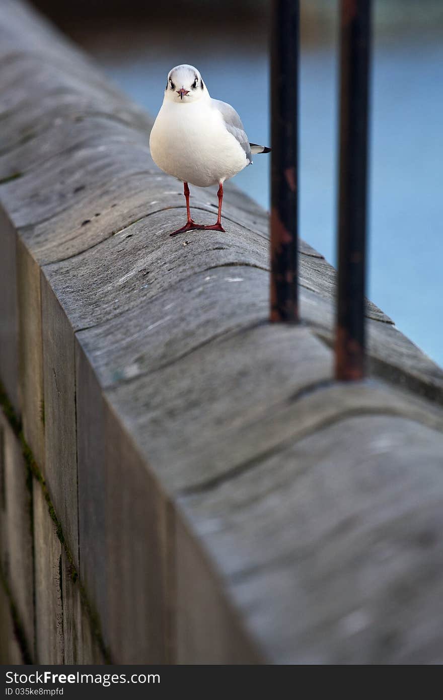 A seagull relaxing