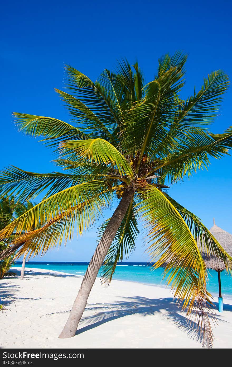 Wonderful landscape with a palm and umbrella