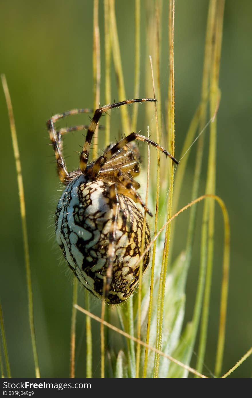 Spider sitting on ear