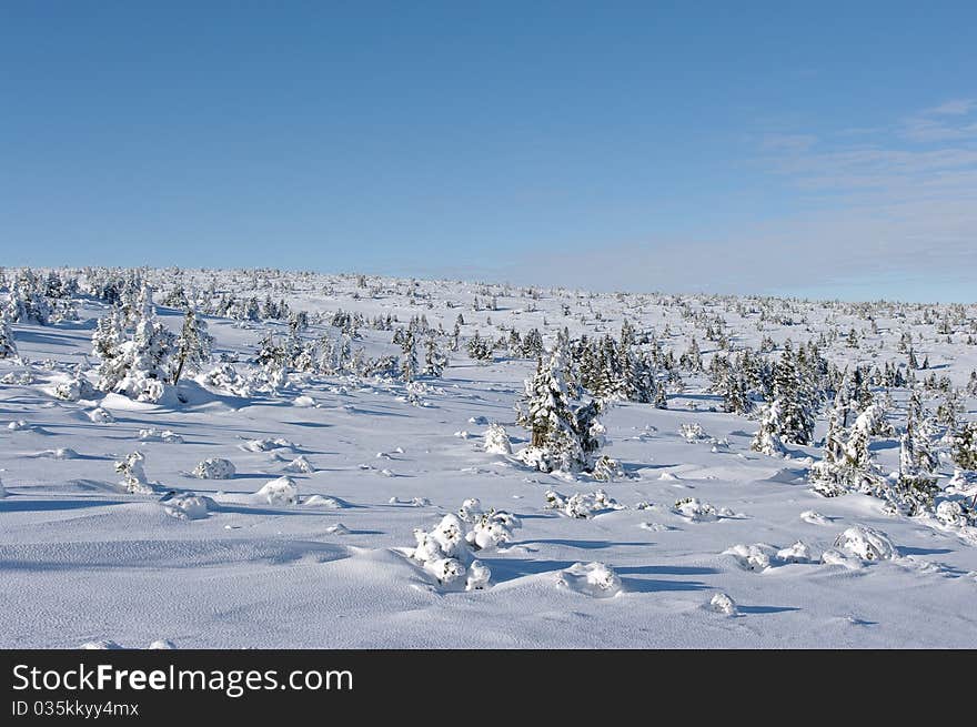 Snow surface with little trees