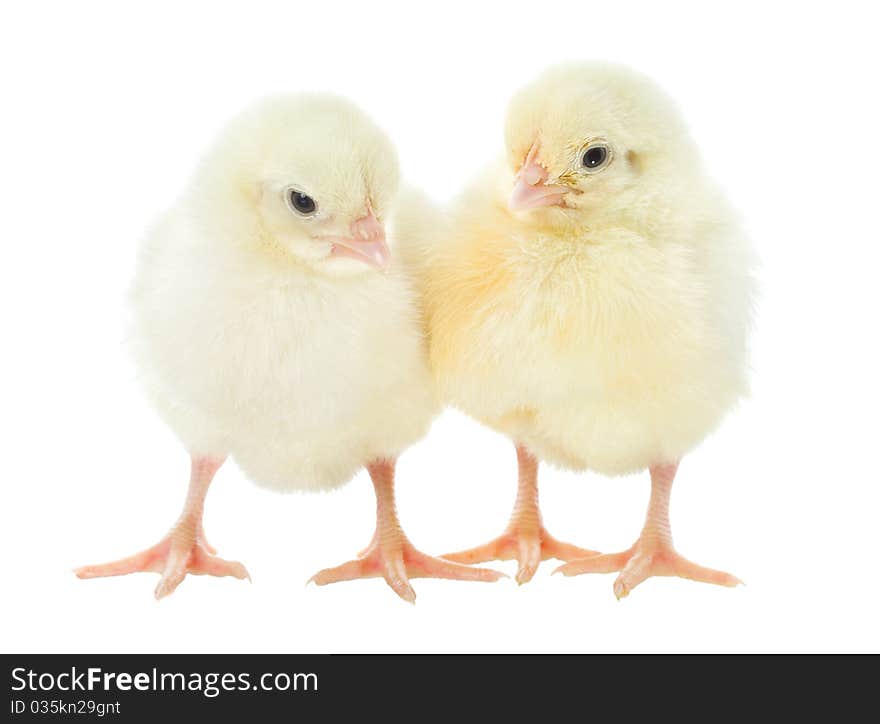 Two small chicks