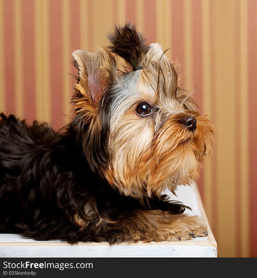 Cute Yorkshire Terrier Puppy. studi shot.