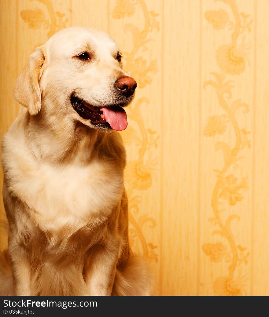 Beautiful golden retriever dog photographed at home