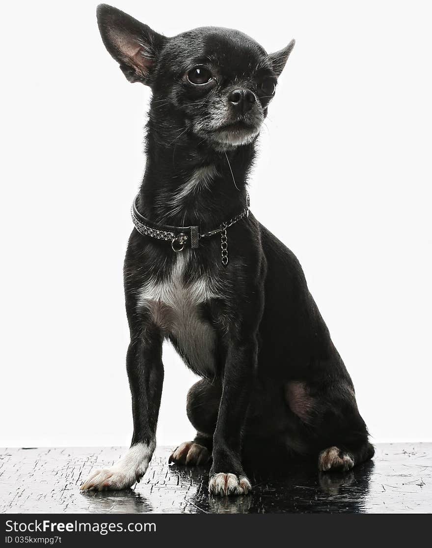 Little black puppy terrier.studio shot.