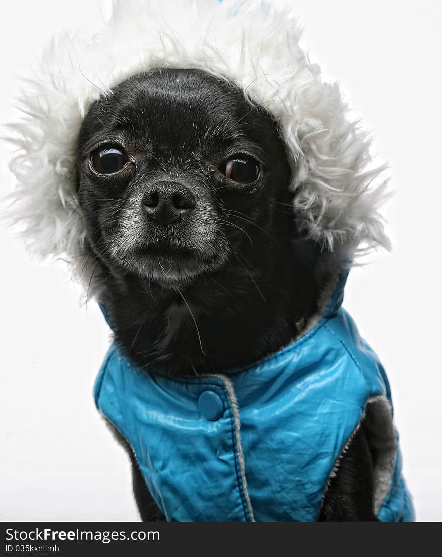 Little black puppy terrier.studio shot.