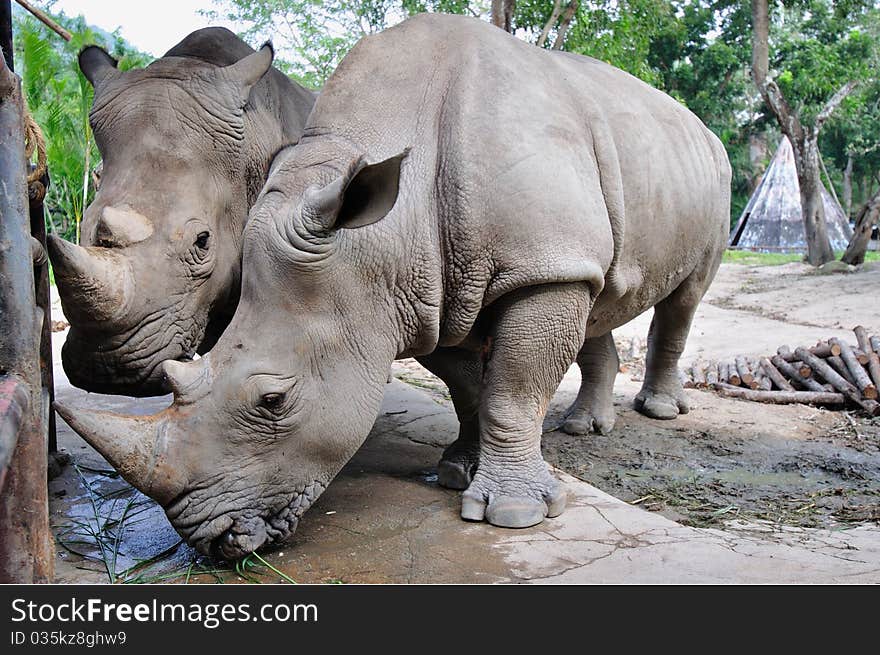 Two rhinos in the zoo, Thailand. Two rhinos in the zoo, Thailand