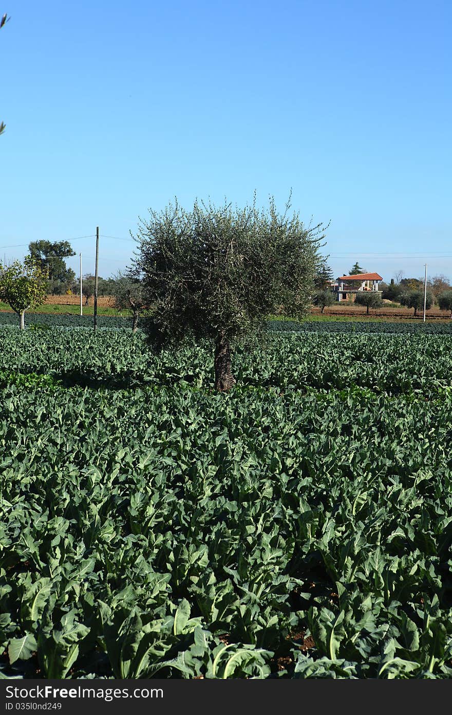 Campagna Spring