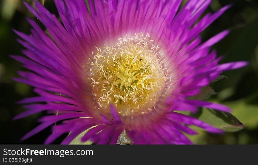 Purple Flower 1