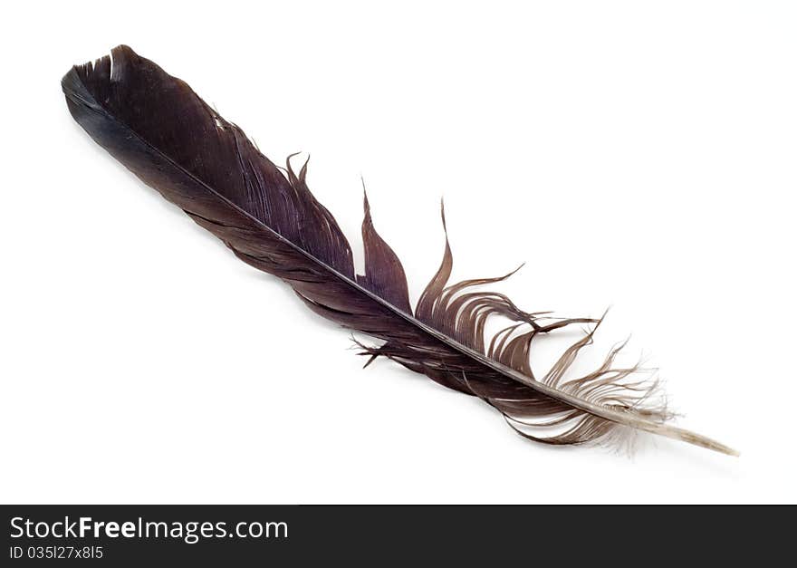 Uncombed bird's feather on a white background