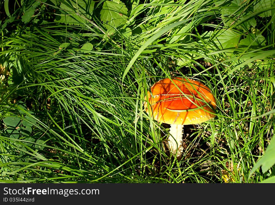 Mushroom It Is Time In Siberia