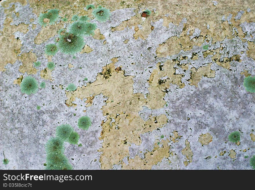 Decomposing paintwork on an abandoned broken down truck with lichen fungal and moss growth. Decomposing paintwork on an abandoned broken down truck with lichen fungal and moss growth