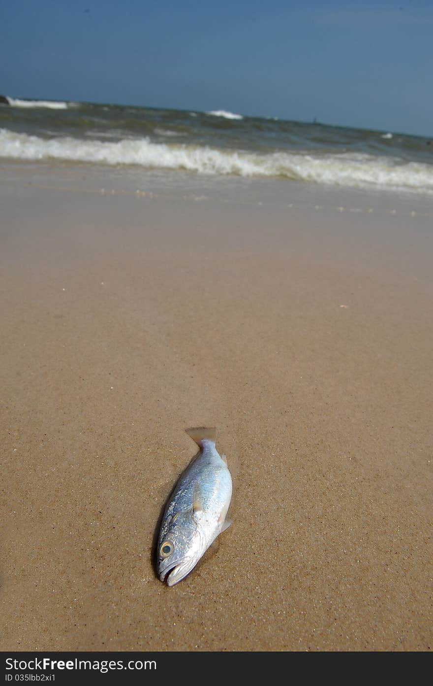 Fish and sand in thaialnd