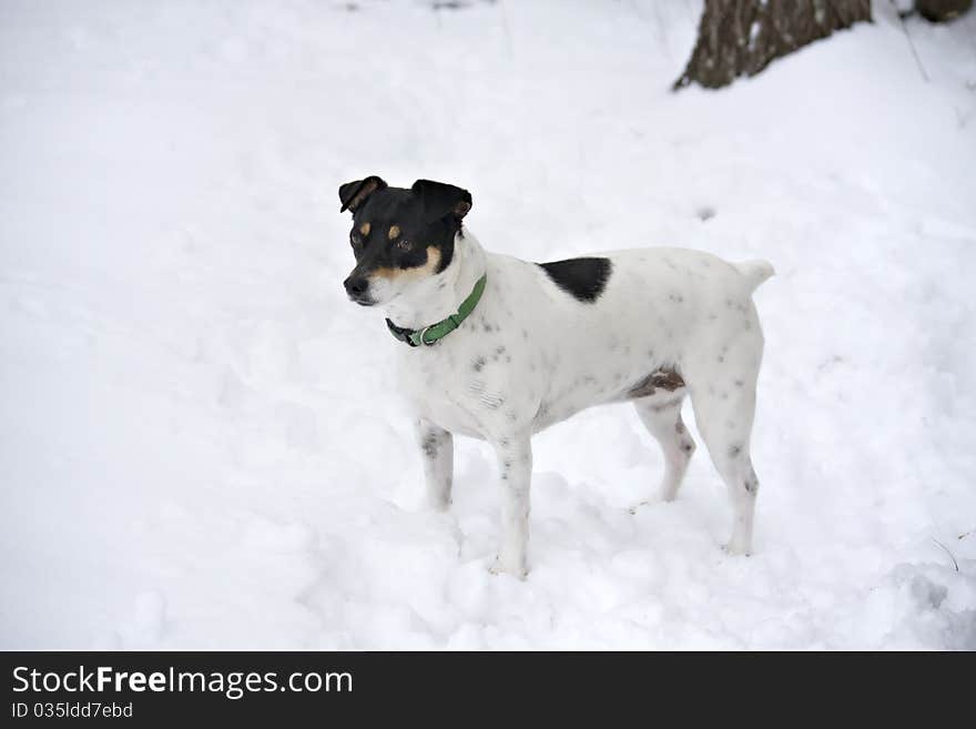 White dog with black face standing in the snow. White dog with black face standing in the snow