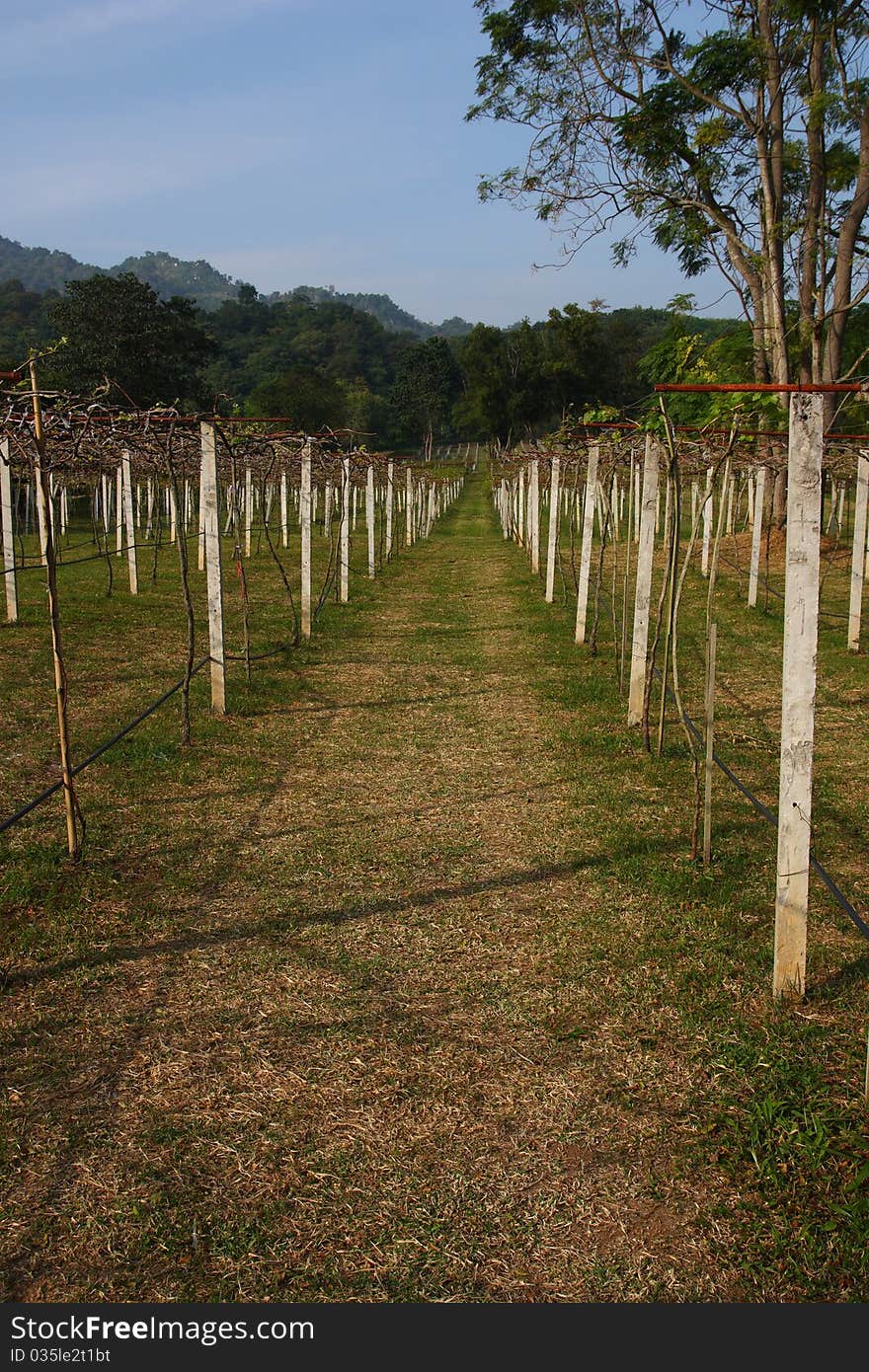 Winery farm