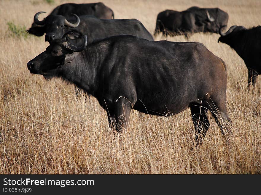 African buffalo - lateral view