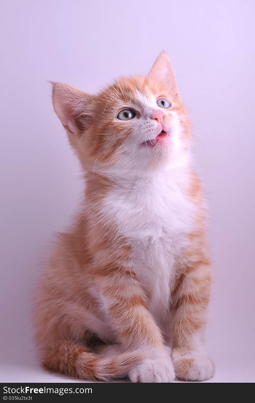 Portrait of cute tabby kitten